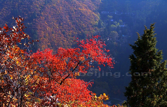  Red Colors at Xinglong Mountain National Nature Reserve