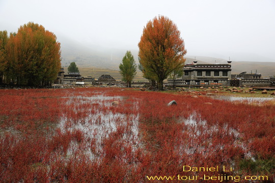 Sangdui Red Grass Field