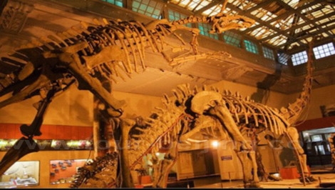  Shanghai Natural History Museum 