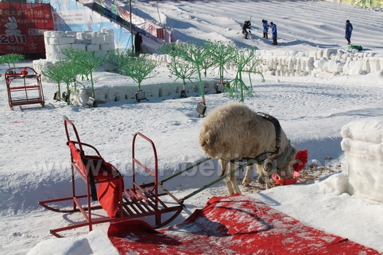Sheep sled rides