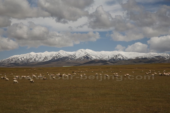 Snow shrouded mountains, brown grasslands and glazing sheep