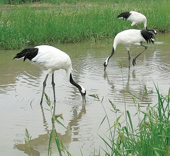 Shuangtaizi Estuary Waterfowl Nature Reserve