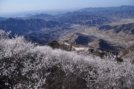 Snow-like Peach blossoms blanket the Wall and the mountain