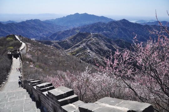Spring flowers at Mutianyu Great Wall 