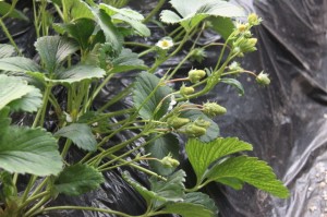 Strawberry flowers and baby strawberries