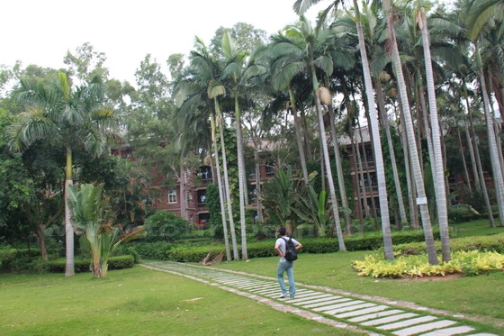 Subtropical plants are densely dotted around the campus.