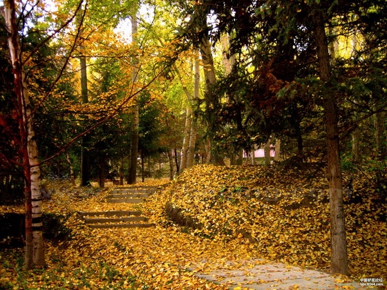 The FallFoliage at Xining Botanical Garden