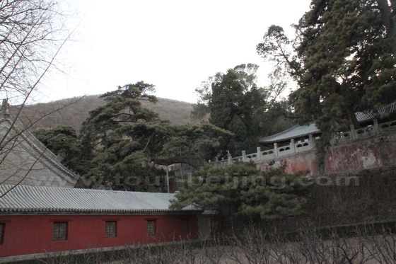 The Pine Tree 1