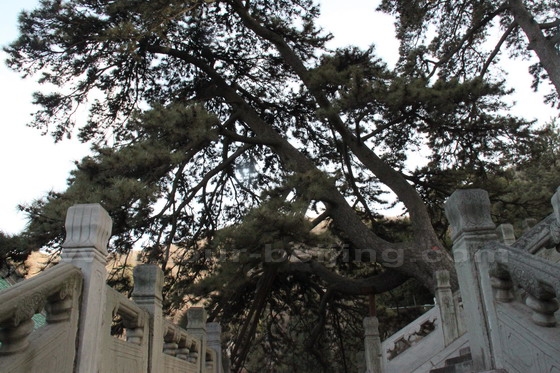 The Pine Tree 2