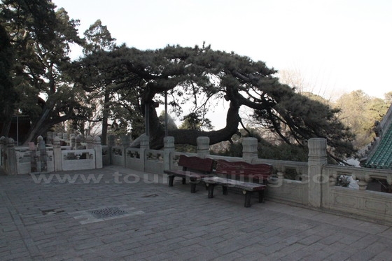 The Pine Tree 3