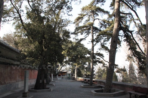 The Pine Tree 4