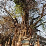 The Tree-Wrapped-Stupa