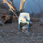 The cute dog and chickens live peacefully here at the foot of Panjiakou Great Wall