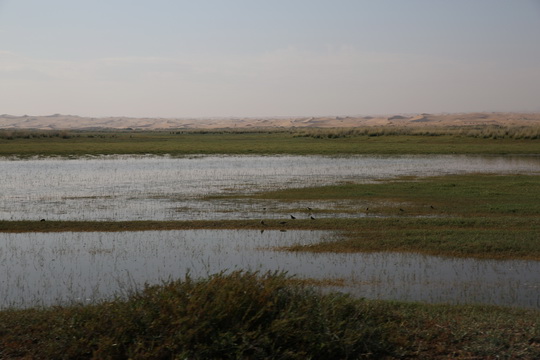 The lake, the wetland grassland and the Tengger Desert