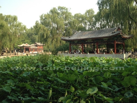 The pond is filled with lotus leaves dotted with lotus flowers