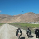 The yaks walked carefreely on the road