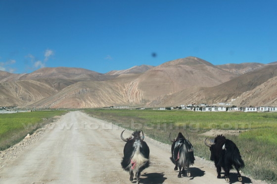 The yaks walked carefreely on the road