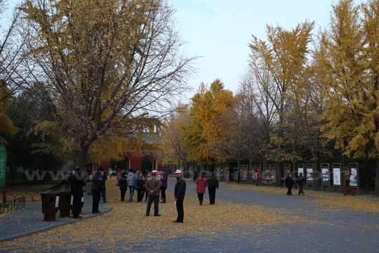 The yellow leaves of ginkgo trees 