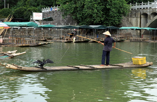 You will also have a chance to view cormorants catching fishes.