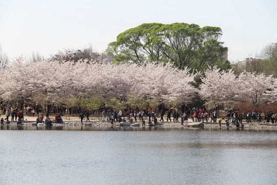 Yuyuantan Cherry Blossoms Festival