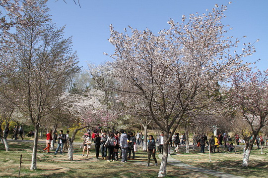 Yuyuantan Cherry Blossoms Festival