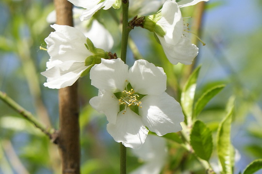 Yuyuantan Cherry Blossoms Festival