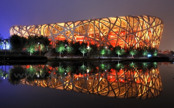 bird nest