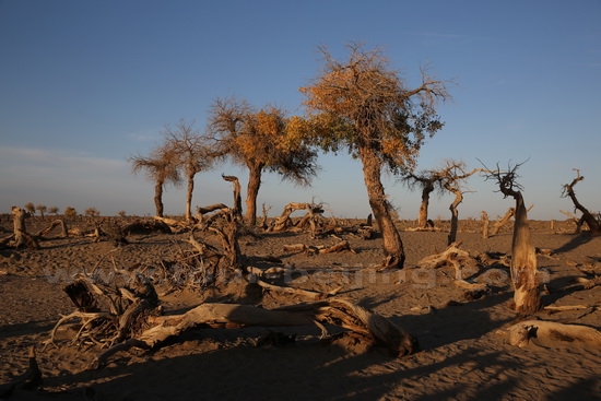 Dead poplar trees on the desert due to the lack of water