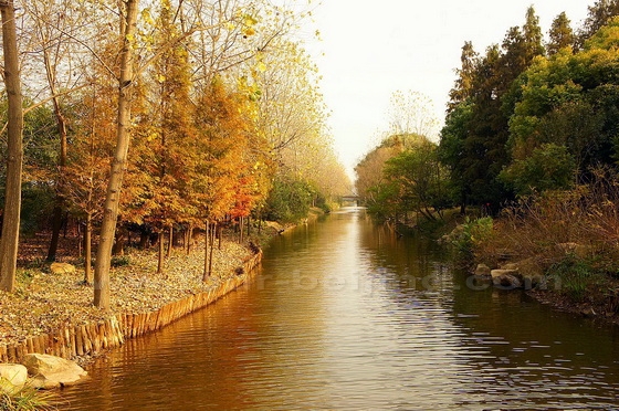 Fall colors at Shanghai Binjiang Forest Park