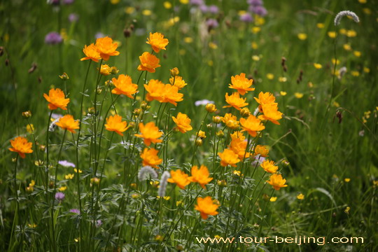 Golden globeflowers.