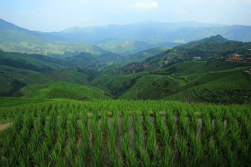 Longji Rice Terraces Viewed from Platform No.01