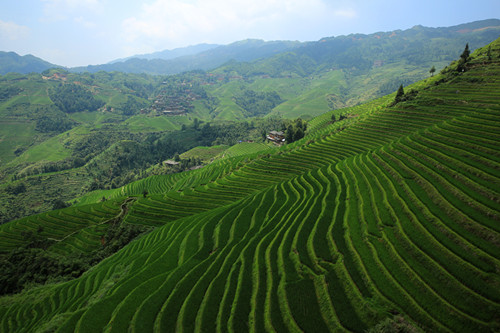 close-up view of the rice terraces
