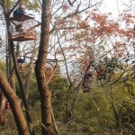 pet bird cages hung on the tree branches