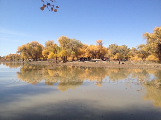 Golden poplar trees on the desert and lake