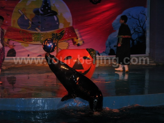 sealion