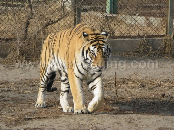 tiger 4