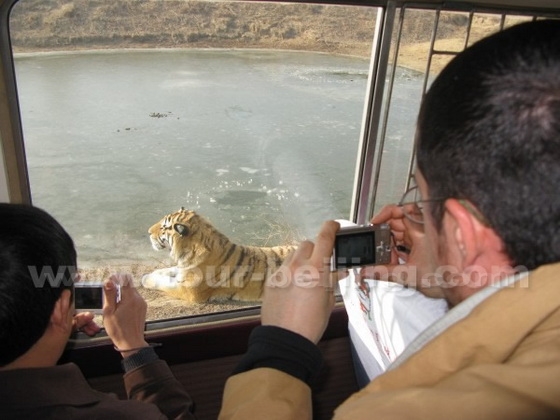 Exploring Siberian Tiger Park