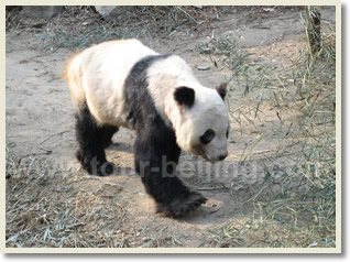 Panda Zoo