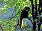 Wolong Nature Reserve