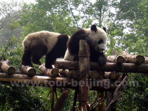 Chengdu Attractions