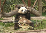 3-Day Chengdu Classic Tour Package