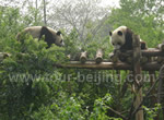 Beijing Chengdu Tour, One Day Beijing Chengdu Highlight Tour