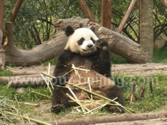 Chengdu 3-Day Classic Tour Package
