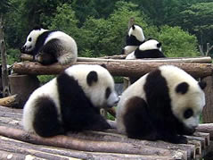 Chengdu Wolong Two-Day Tour