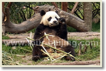 3-Day Chengdu Classic Tour Package