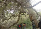 The Magical Wood Garden in Wensu