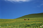 Urumqi Bole Yining Nalati Bole 7-Day Tour