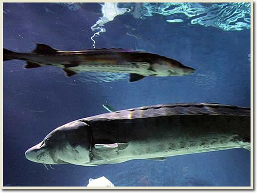 Pictures Of Chinese Sturgeon - Free Chinese Sturgeon pictures 