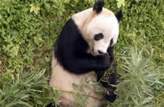 北京动物园熊猫馆