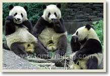 Chongqing 3 Day Classic Tour